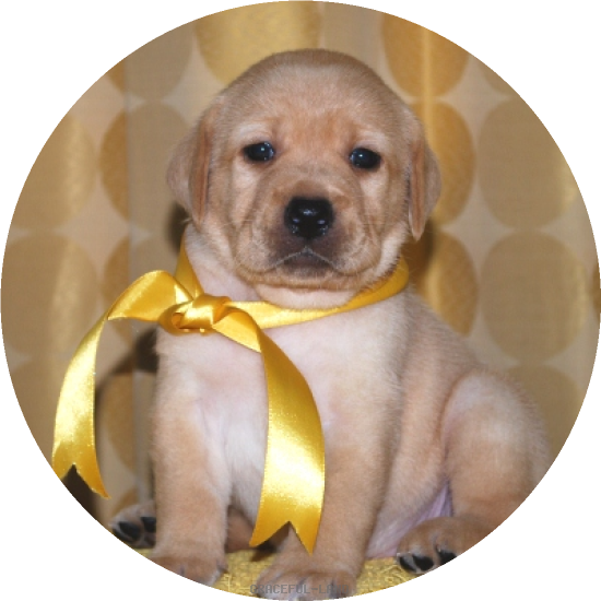 女の子(黄色リボン母エメラルド)(A child of マナスル & ) 女の子(黄色リボン母エメラルド)